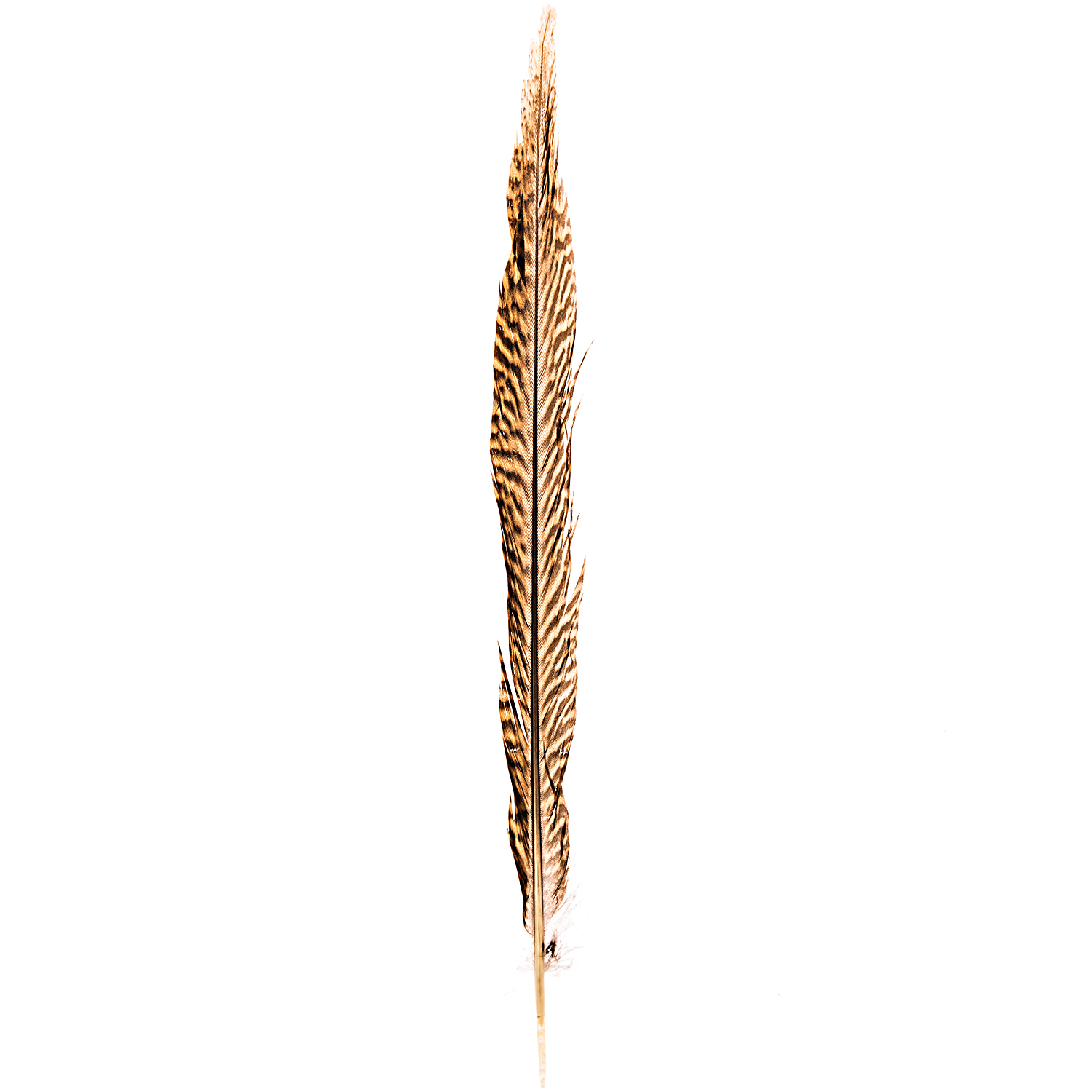 Fasanenfedern natur 30cm: Eine lange, elegante Fasanenfeder in natürlichen Brauntönen von idee. Creativmarkt.