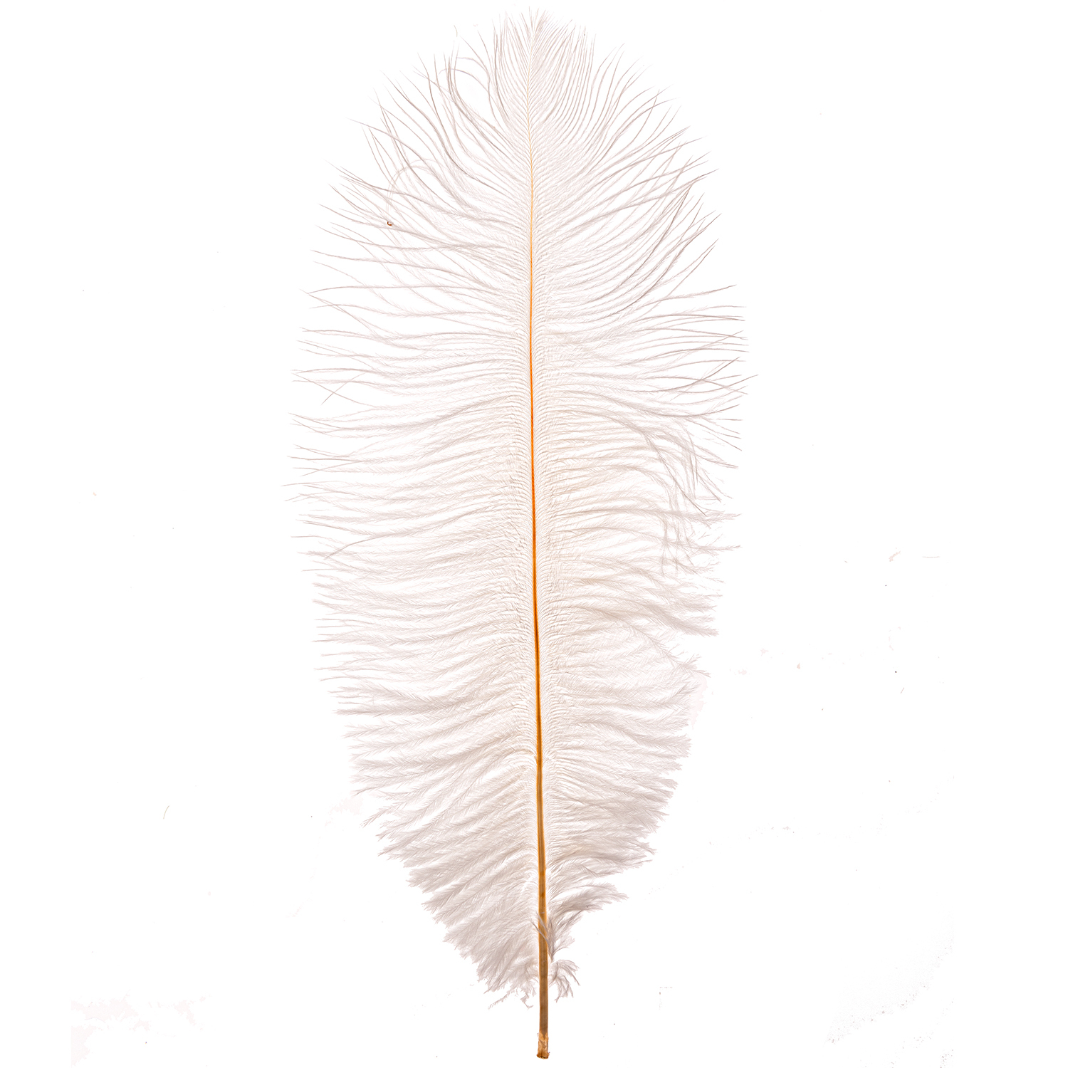 Straußenfeder weiß 30cm: Elegante, lange Feder von idee. Creativmarkt, ideal für Dekorationen.