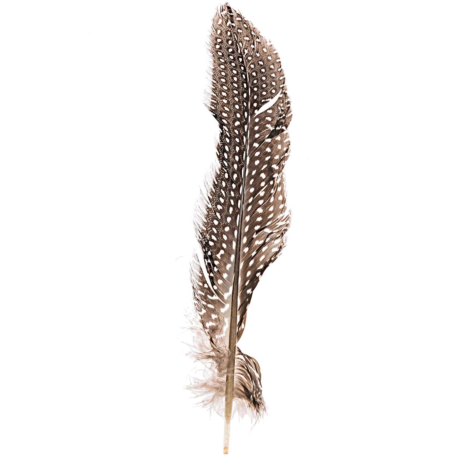 Perlhuhnfedern natur 16-20cm 5g: Eine einzelne, natürliche Perlhuhnfeder mit charakteristischen Punkten.