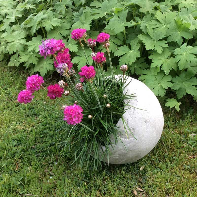 Gießbeton Eimer 1500g: Runde Betonvase mit pinken Blumen, umgeben von grünen Blättern im Garten. Ideal für kreative Gartengestaltung.
